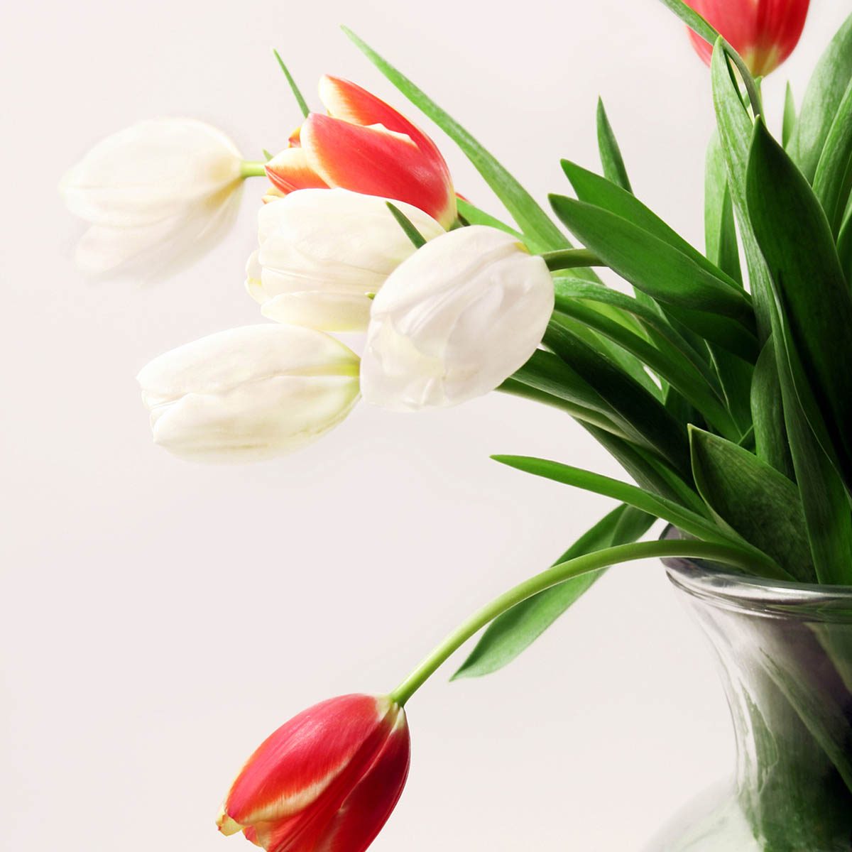 parkinson's disease tulip